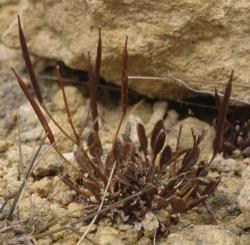 Cardamine bilobata. Fruiting plant.
 Image: P.B. Heenan © Landcare Research 2019 CC BY 3.0 NZ